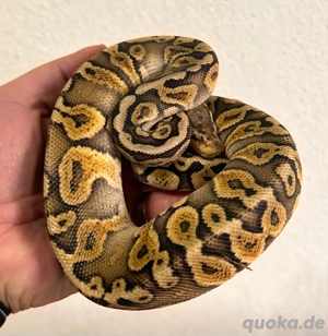 königspython Bild 3