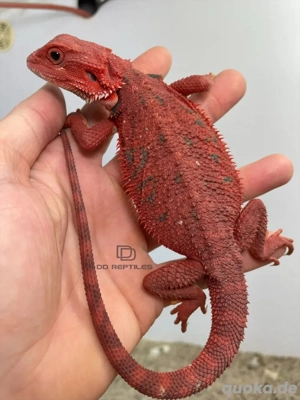 Bartagamen Männchen (Pogona vitticeps) Translucent half red Monster half extreme red het Hypo
