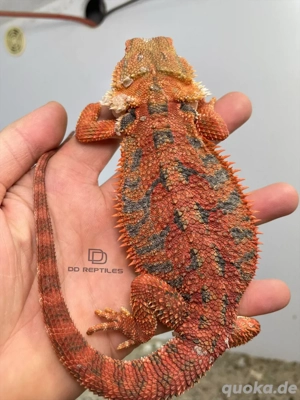 Bartagamen Weibchen (Pogona vitticeps) Half red Monster high blue Tiger het Hypo