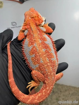 Bartagamen Männchen (Pogona vitticeps) Red orange Hypo Dunner high blue Tiger