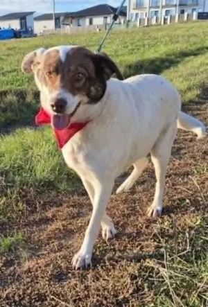 Verlassene, immer noch lebensfrohe Stella sucht neues Glück