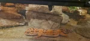 Leopardgecko 2 weibchen