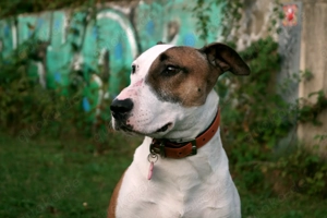 Das ist Haku - ein Bulli mit großem Herz und besonderem Charakter