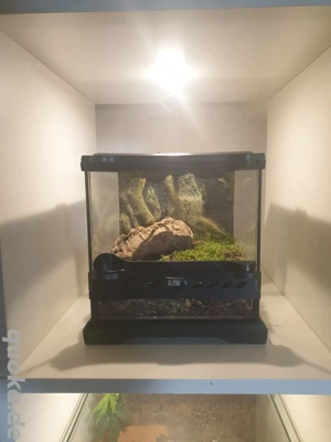 verschiedene Vogelspinnen Terrarien Exo Terra  Bild 2