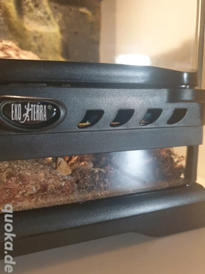 verschiedene Vogelspinnen Terrarien Exo Terra  Bild 3