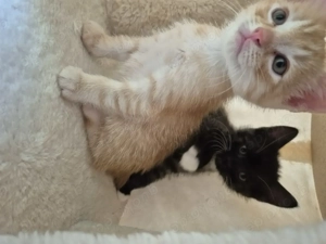 Katzebaby zu verkaufen