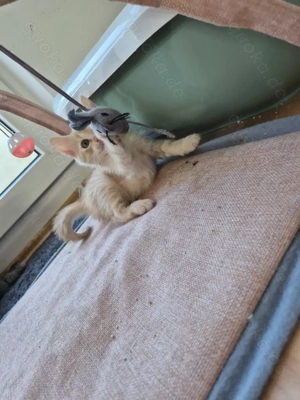 Katzebaby zu verkaufen Bild 2