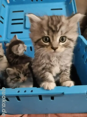Katzen Baby 3 Stück eigener wurf Europäische süß