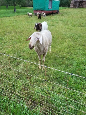Zahmer Schafbock zu verkaufen