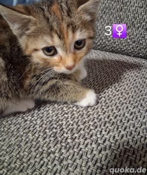 katzenbabys ab sofort