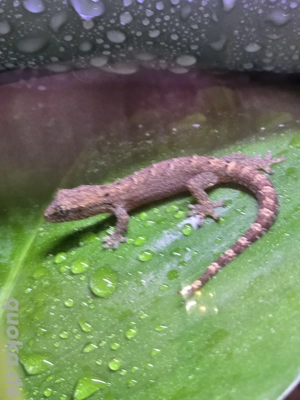 Jungferngecko  Lepidodactylus lugubris