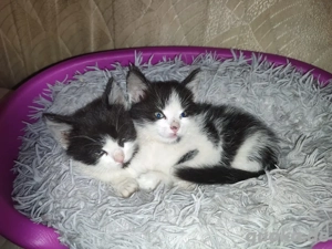 maine coon britischkurzhaar katzenmix abzugeben