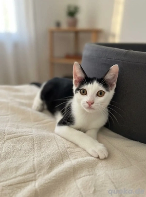 Kater sucht ein liebevolles Zuhause