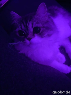 Süßer Perser Kater sofort abgabebereit mit alle Sachen