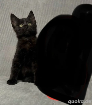 schwarzes Kätzchen sucht liebevolles Zuhause