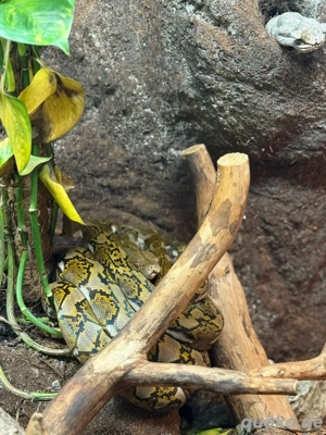 netpython super dwarf mit terrarium(230x100x100) und technik
