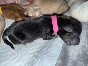 Liebevoll aufgezogene Maltichon-Aussie-Mix Welpen - Familienaufzucht mit Eltern vor Ort   Bild 7