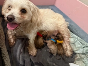 Liebevoll aufgezogene Maltichon-Aussie-Mix Welpen - Familienaufzucht mit Eltern vor Ort   Bild 9