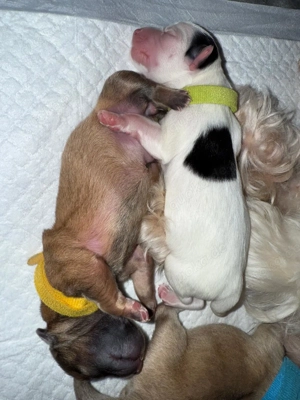 Liebevoll aufgezogene Maltichon-Aussie-Mix Welpen - Familienaufzucht mit Eltern vor Ort   Bild 8