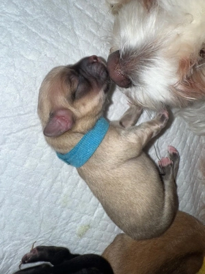 Liebevoll aufgezogene Maltichon-Aussie-Mix Welpen - Familienaufzucht mit Eltern vor Ort   Bild 11