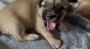 Liebevoll aufgezogene Maltichon-Aussie-Mix Welpen - Familienaufzucht mit Eltern vor Ort  