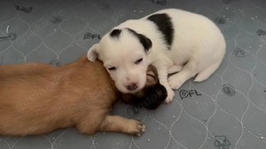 Liebevoll aufgezogene Maltichon-Aussie-Mix Welpen - Familienaufzucht mit Eltern vor Ort   Bild 12