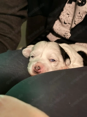 Liebevoll aufgezogene Maltichon-Aussie-Mix Welpen - Familienaufzucht mit Eltern vor Ort   Bild 5