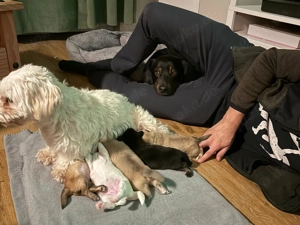 Liebevoll aufgezogene Maltichon-Aussie-Mix Welpen - Familienaufzucht mit Eltern vor Ort   Bild 2