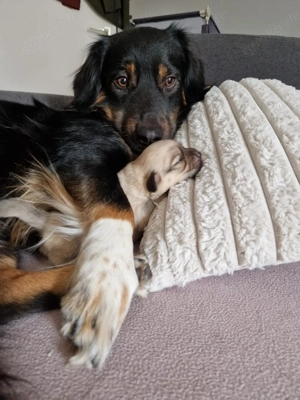 Liebevoll aufgezogene Maltichon-Aussie-Mix Welpen - Familienaufzucht mit Eltern vor Ort   Bild 3