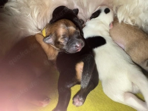 Liebevoll aufgezogene Maltichon-Aussie-Mix Welpen - Familienaufzucht mit Eltern vor Ort   Bild 4