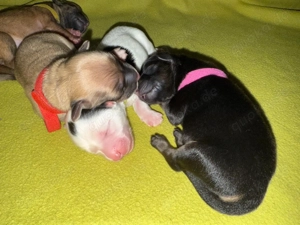 Liebevoll aufgezogene Maltichon-Aussie-Mix Welpen - Familienaufzucht mit Eltern vor Ort   Bild 19