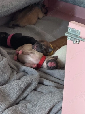 Liebevoll aufgezogene Maltichon-Aussie-Mix Welpen - Familienaufzucht mit Eltern vor Ort   Bild 17