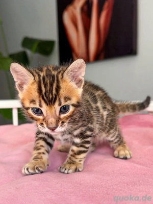 Wunderschöne Bengal-Kätzchen suchen ein liebevolles Zuhause.