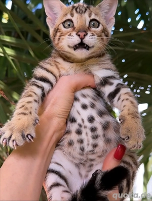 Entzückende Bengal-Kätzchen (männlich und weiblich)