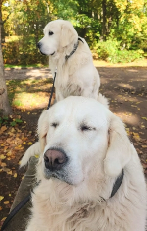 Golden-Retriever-Welpen