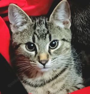 BKH mix kater   Katze Baby.