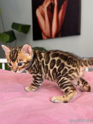 Entzückende Bengal-Kätzchen (männlich und weiblich)