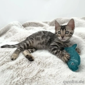 Unsere Bengalkatzen suchen ein liebevolles Zuhause.