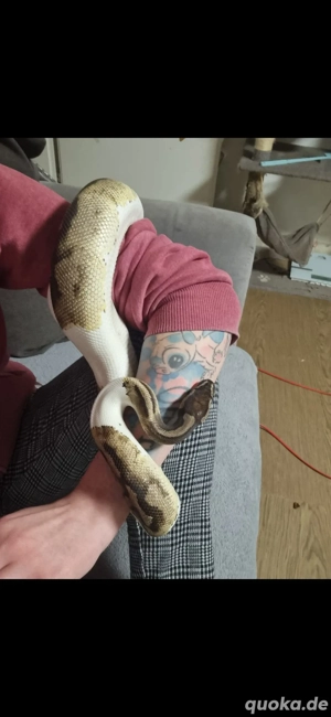 Python Regius Königspython