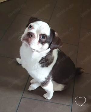 Französische Bulldogge Rocky Welpe sucht liebevolles Zuhause Bild 6