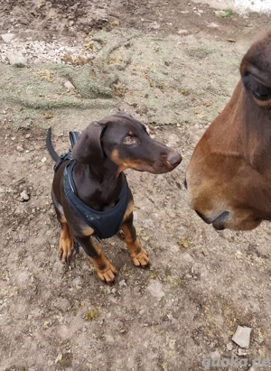 Reinrassige braune Dobermann Hündin 4  Monate  Bild 2