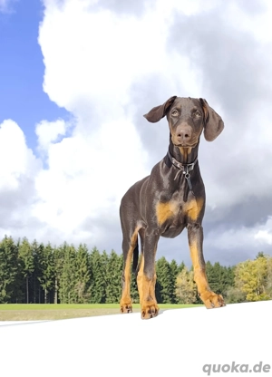 Reinrassige braune Dobermann Hündin 4  Monate  Bild 3