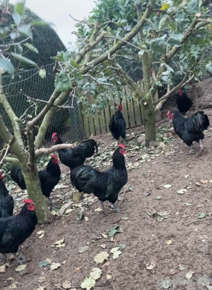 Große Australorps-Hähne zu verkaufen