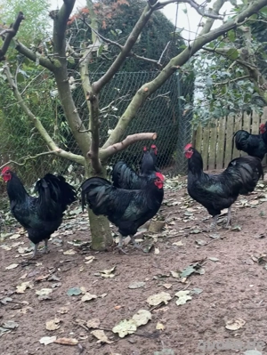 Große Australoprs-Hähne zu verkaufen 