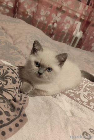 BKH Blue Point Kitten 