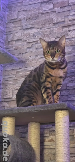 Bengal Pärchen 