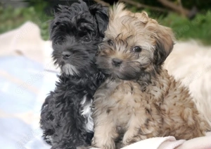 Zuckersüße Bolonka Zwetna Welpen Rüde und Hündin mit Ahnentafel sucht ein liebevolles Zuhause