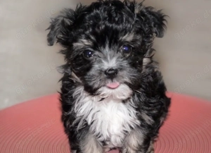 Premium Bolonka Zwetna Welpen Mit Papieren  Bild 4