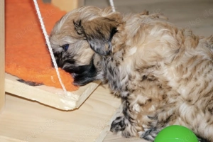 Premium Bolonka Zwetna Welpen Mit Papieren  Bild 8