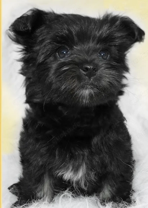 Premium Bolonka Zwetna Welpen Mit Papieren  Bild 5